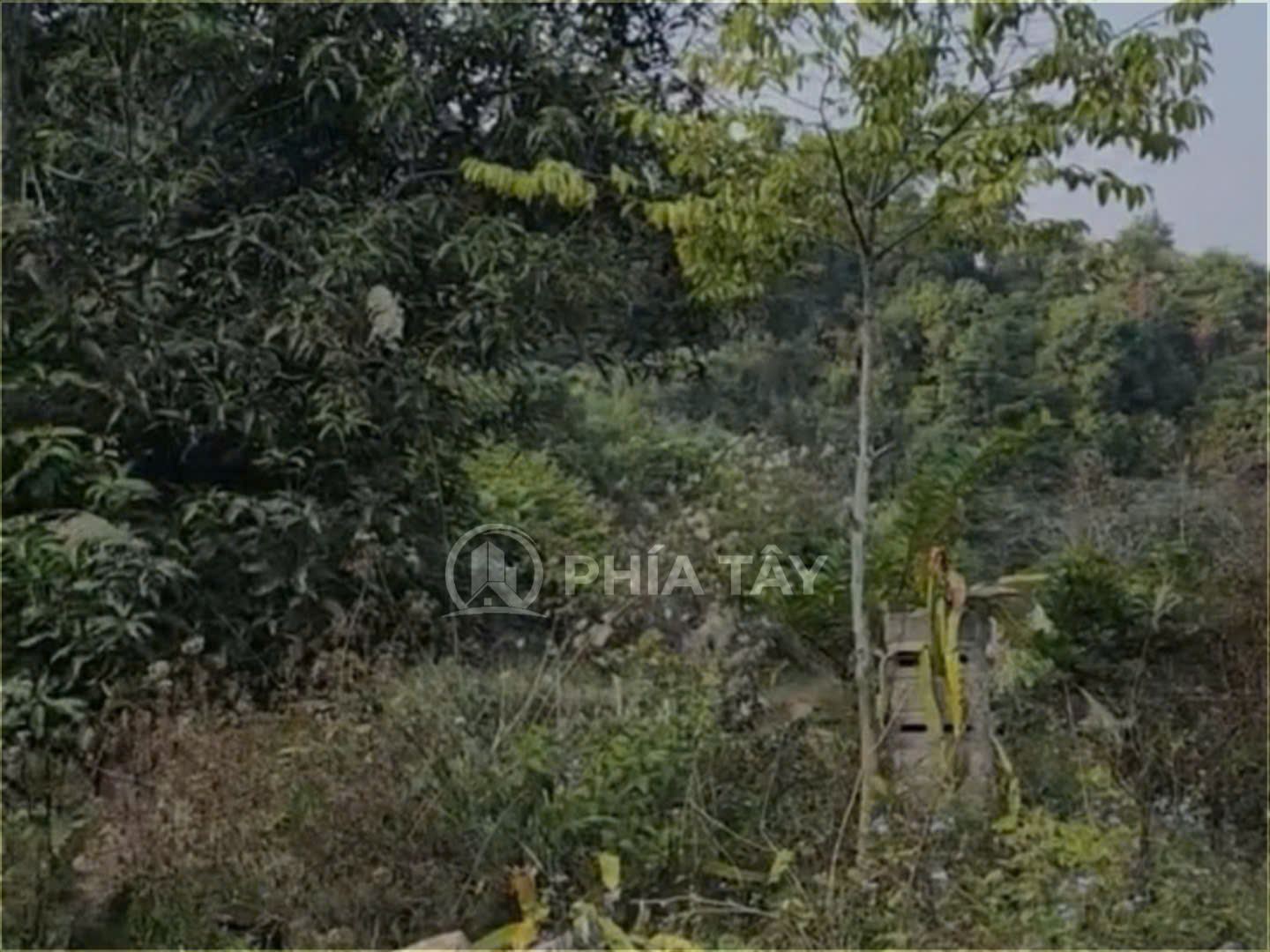ĐẤT RỪNG DUYỆT TRUNG