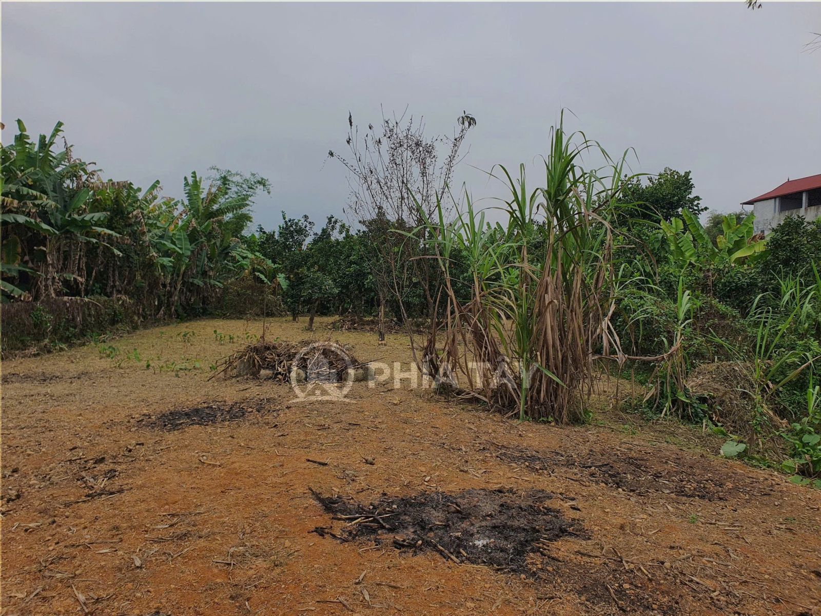 BÁN ĐẤT TRỒNG LÚA NGỌC QUYẾN